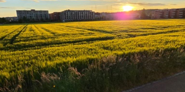 Wiese mit Sonnenuntergang