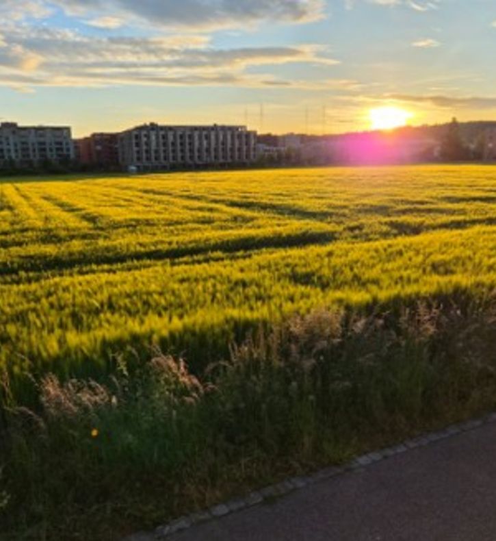 Wiese mit Sonnenuntergang
