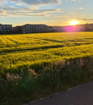 Wiese mit Sonnenuntergang