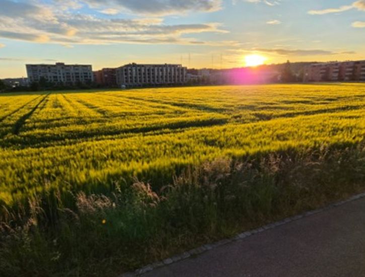 Prairie au coucher du soleil