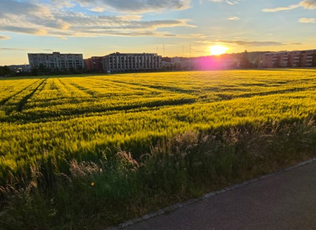 Wiese mit Sonnenuntergang